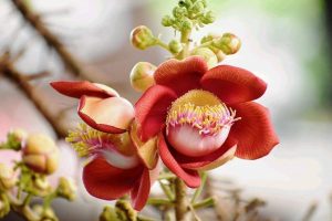 Tên gọi Sala Garden bắt nguồn từ đâu 1